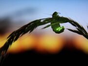 كيف ولماذا تنتج اليراعات الضوء؟