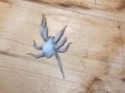 “يلتهم جثة المضيف”: العناكب الزومبي ، المصابة بالفطريات ، وجدت للولايات المتحدة