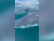 في الصور | قرش أبيض كبير آخر لوحظ في خليج سانت لورانس