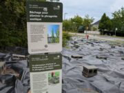 جبابرة تحارب النباتات الغازية في كيبيك