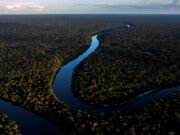 الأشجار في الأمازون تنمو بشكل أسرع!