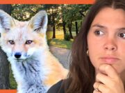 لقد طُلب مني إطعام الثعلب البري بنفسي: ماذا يجب أن أفعل؟