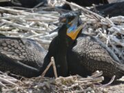 يتسبب طائر الغاق وبرازه الحمضي في ظهور رائحة كريهة في جزر تورونتو. ما الذي يمكن عمله؟