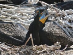 يتسبب طائر الغاق وبرازه الحمضي في ظهور رائحة كريهة في جزر تورونتو. ما الذي يمكن عمله؟