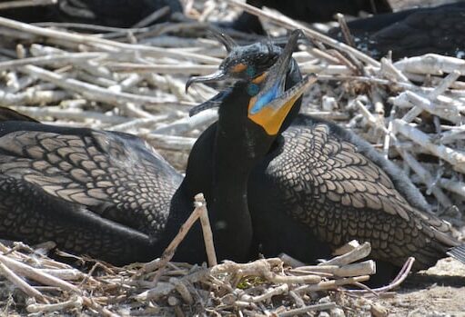 يتسبب طائر الغاق وبرازه الحمضي في ظهور رائحة كريهة في جزر تورونتو. ما الذي يمكن عمله؟