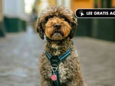 هذه هي أفضل عدسات Z Mount