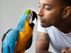 الأطباء البيطريون يحذرون الحكومة: حظر الببغاوات والحيوانات الأليفة الأخرى سيشجع السوق السوداء