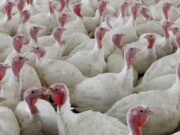 لماذا لن تقوم وكالة تفتيش الأغذية الكندية بإجراء مقابلات مع تزايد تفشي أنفلونزا الطيور في أونتاريو