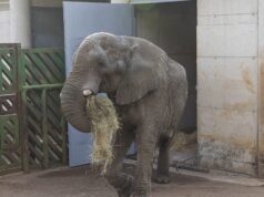 يموت الفيل جومز بعد قتال مع ابنه في كابارسينو